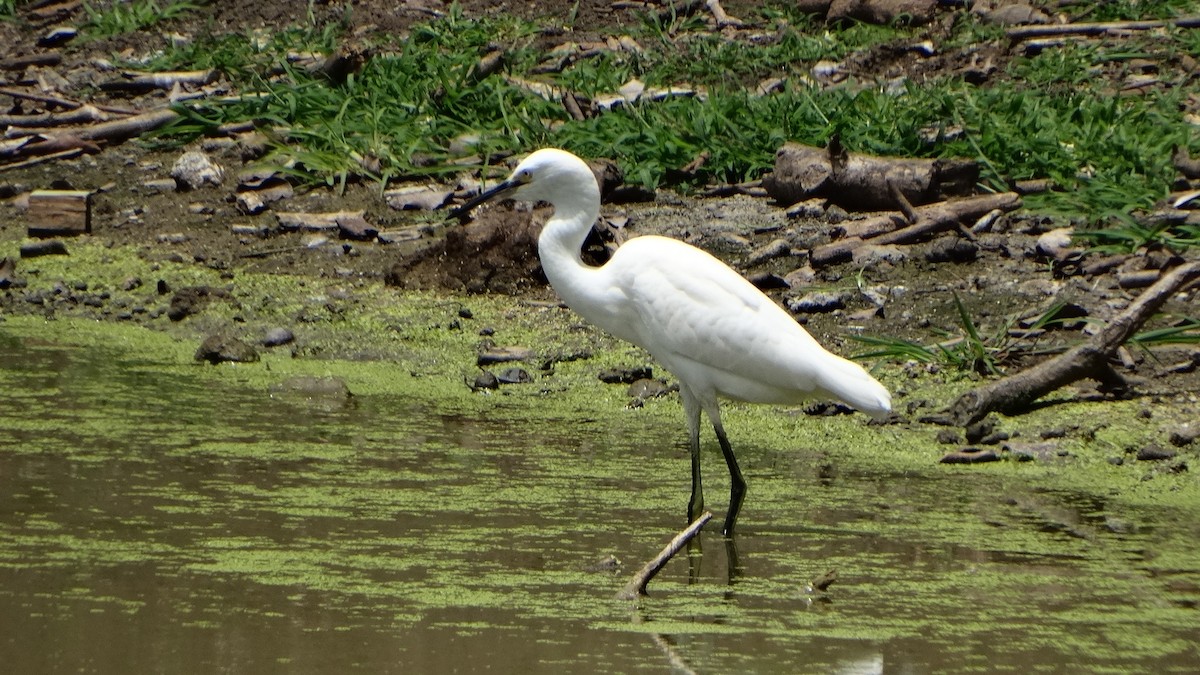 Snowy Egret - ML358600331
