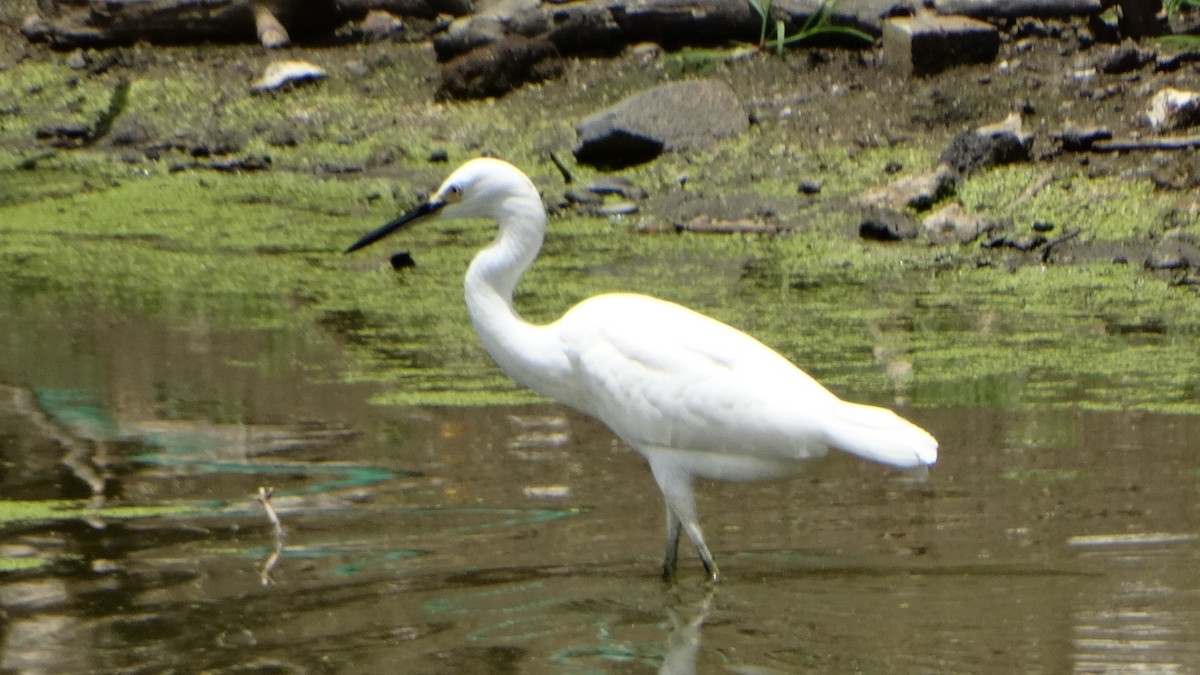 Snowy Egret - ML358600371