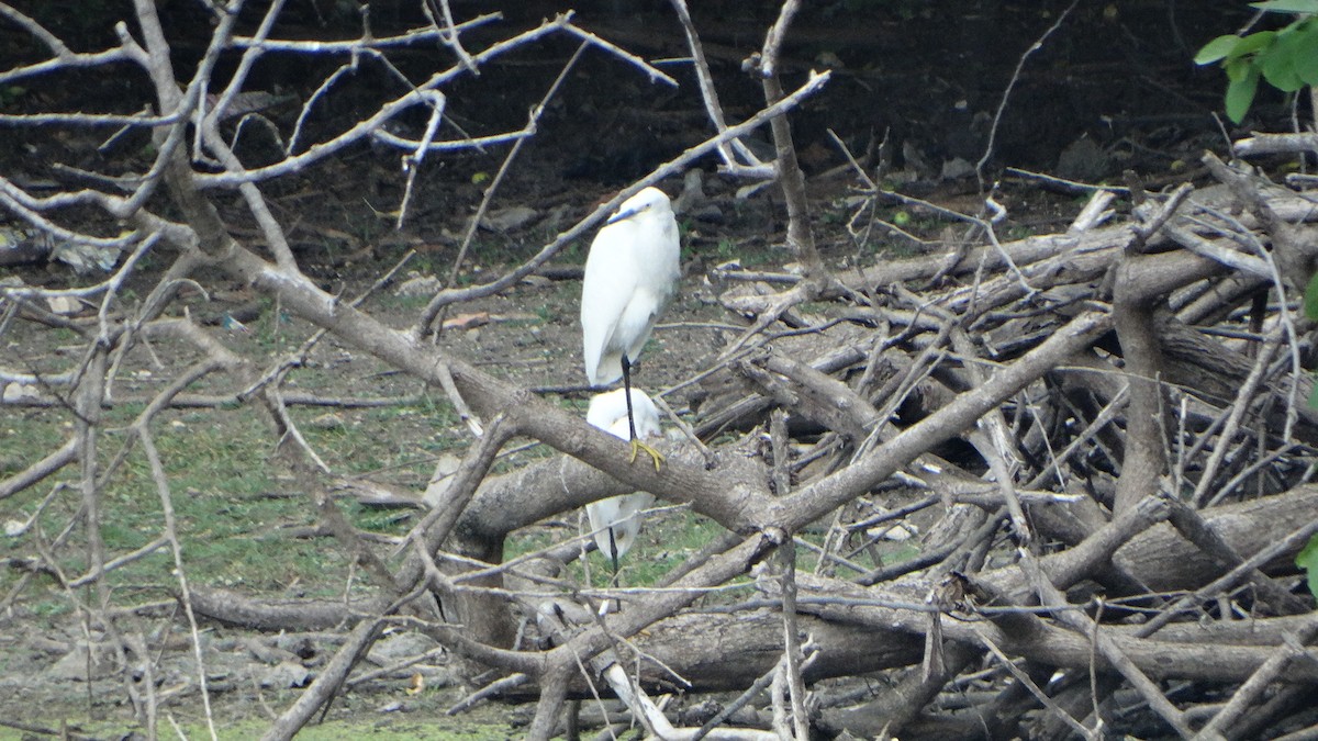 Snowy Egret - ML358600381
