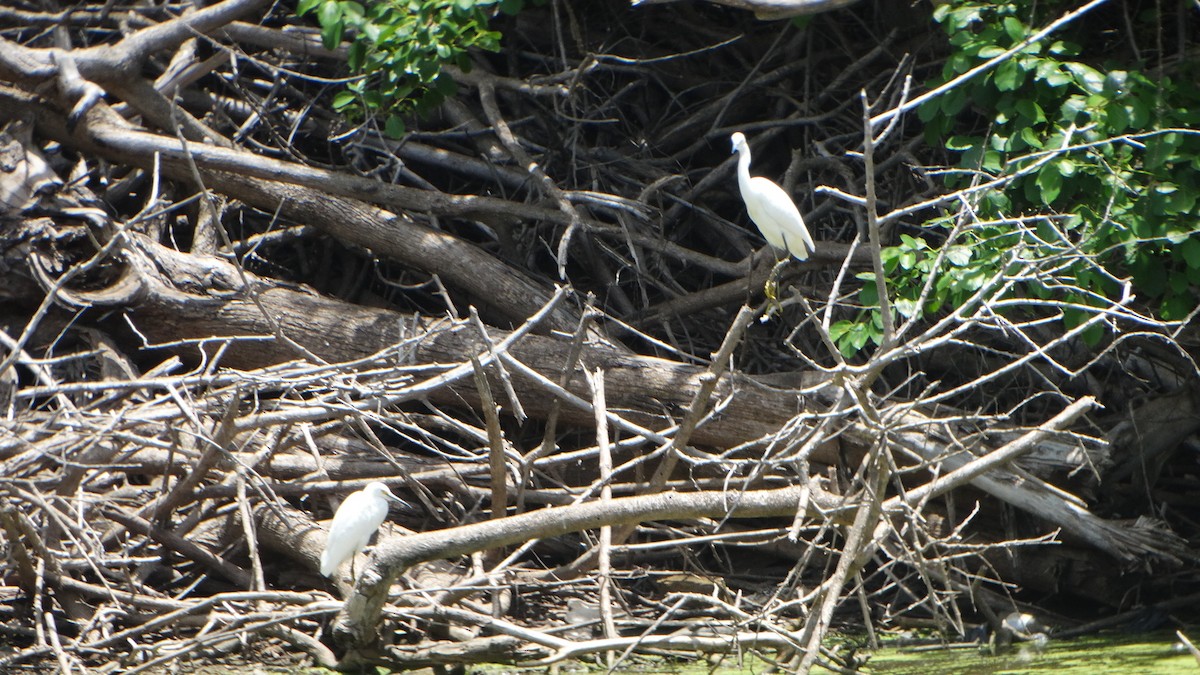 Snowy Egret - ML358600391