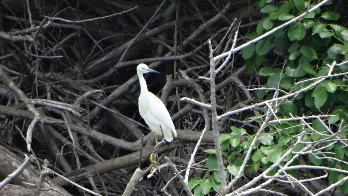 Snowy Egret - ML358600401