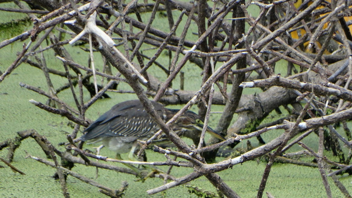 Green Heron - ML358600571