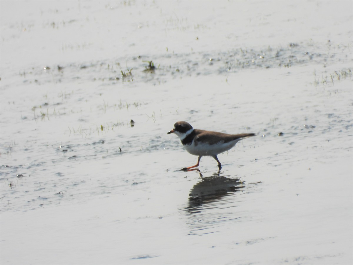 Semipalmated Plover - Palm Warbler