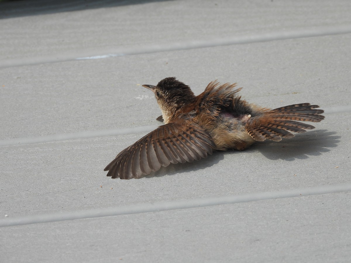 Marsh Wren - Palm Warbler