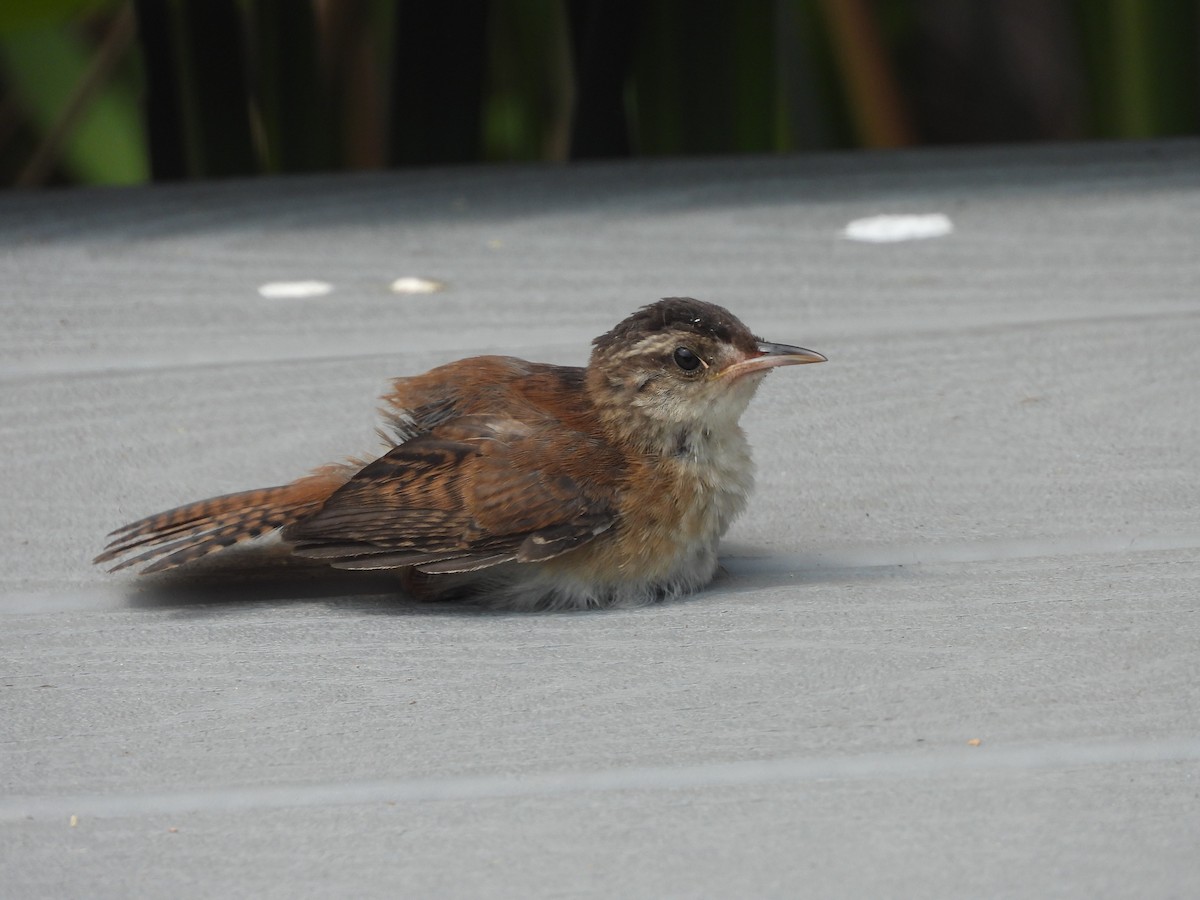 Marsh Wren - ML358601371