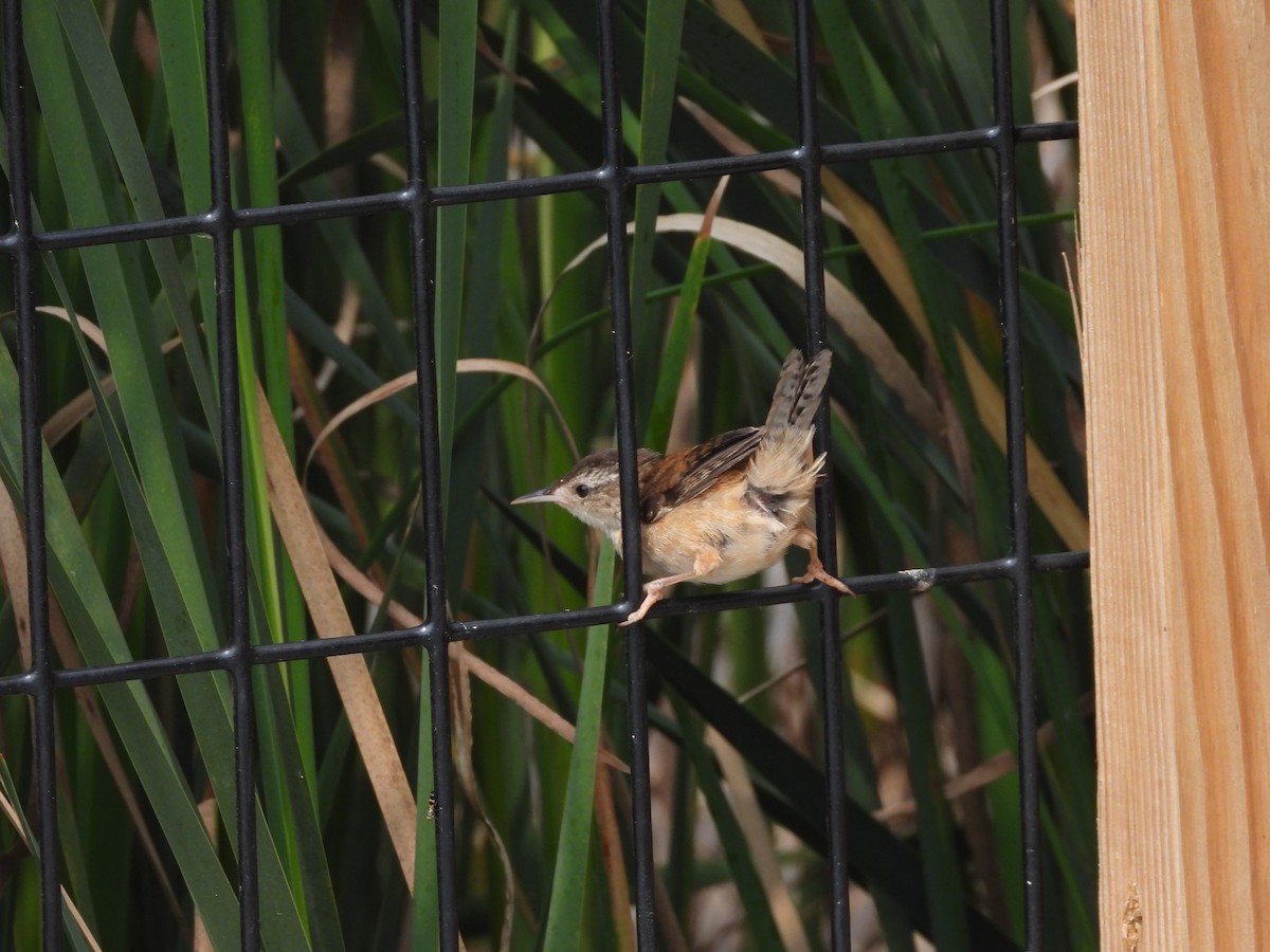 Marsh Wren - Palm Warbler