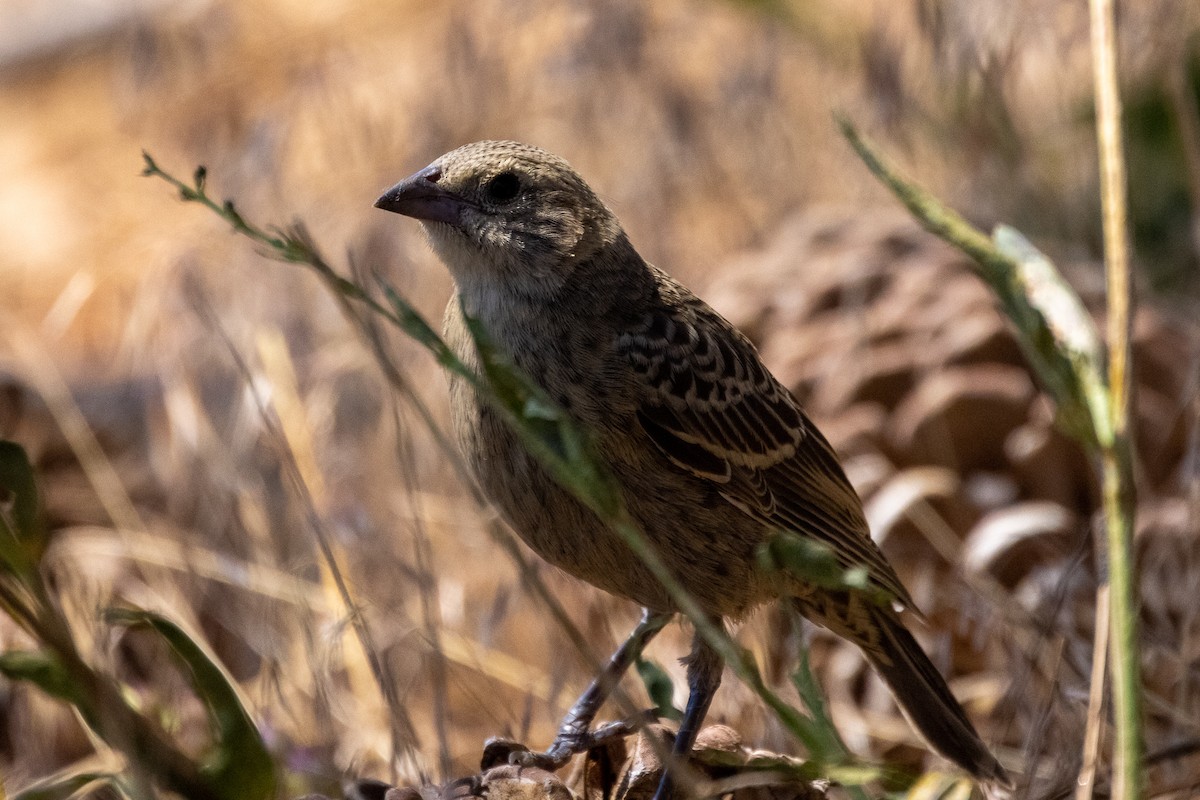 Brown-headed Cowbird - ML358602771