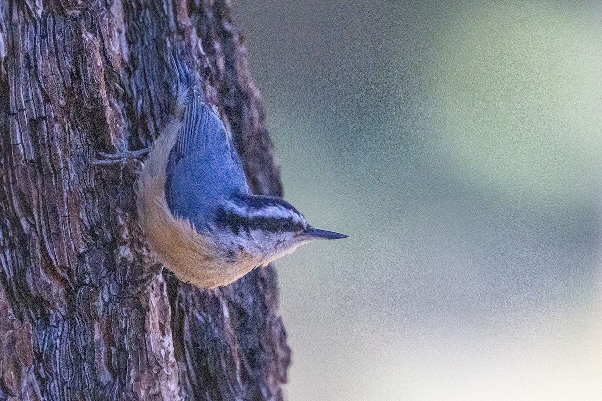 Red-breasted Nuthatch - ML358602791