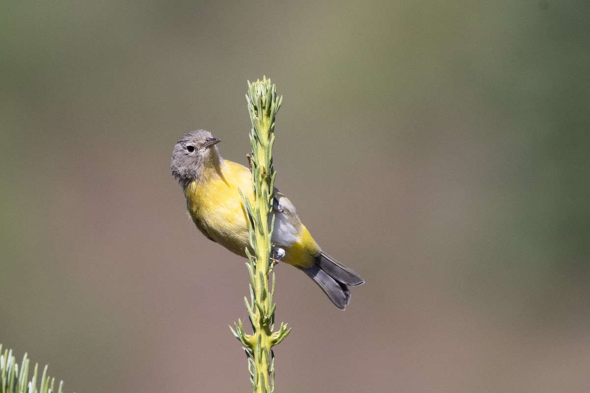 Nashville Warbler - ML358602901