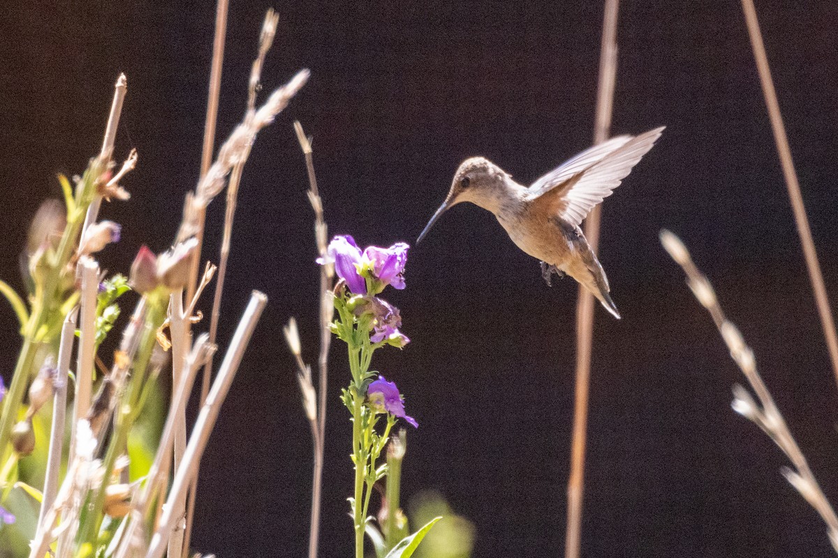 Rufous Hummingbird - ML358602961