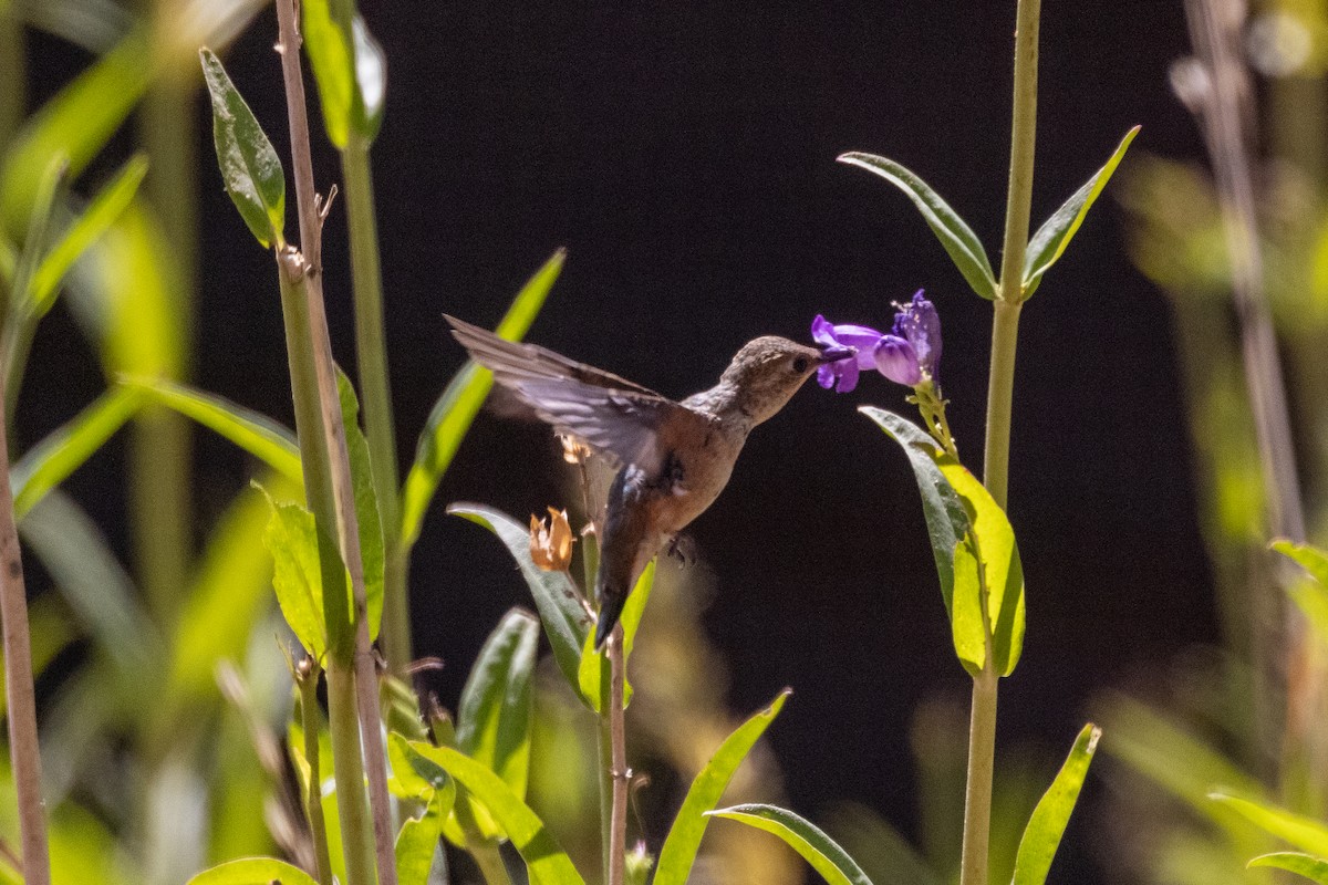 Rufous Hummingbird - ML358603021