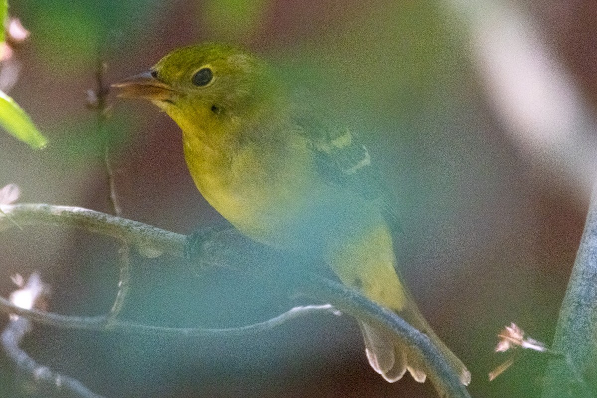 Western Tanager - ML358603041