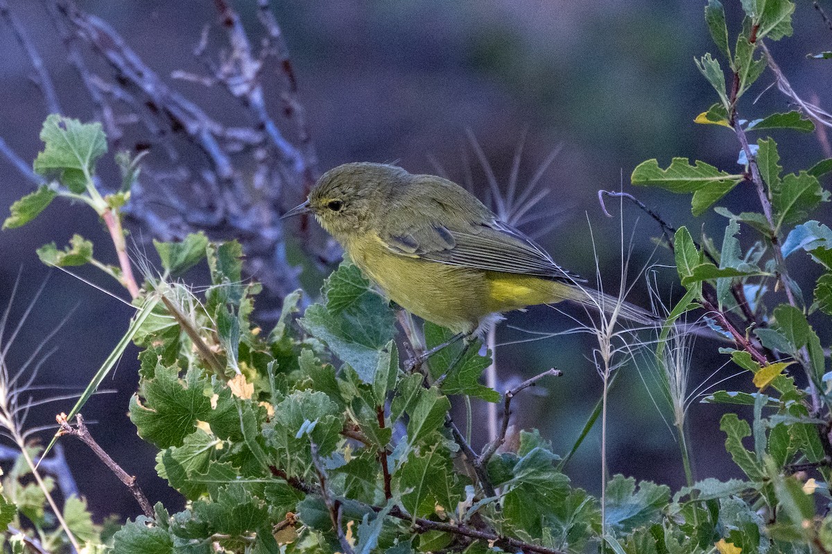 Orange-crowned Warbler - ML358603061