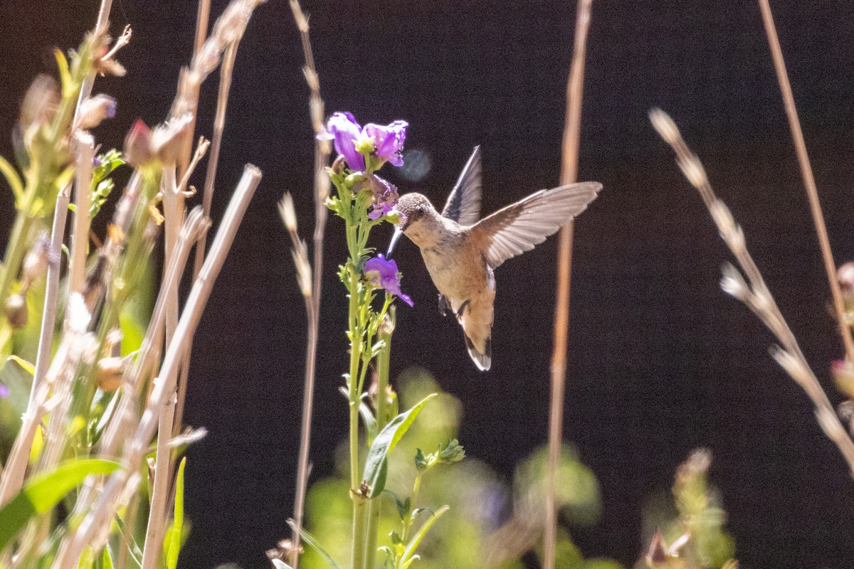 Rufous Hummingbird - ML358603081