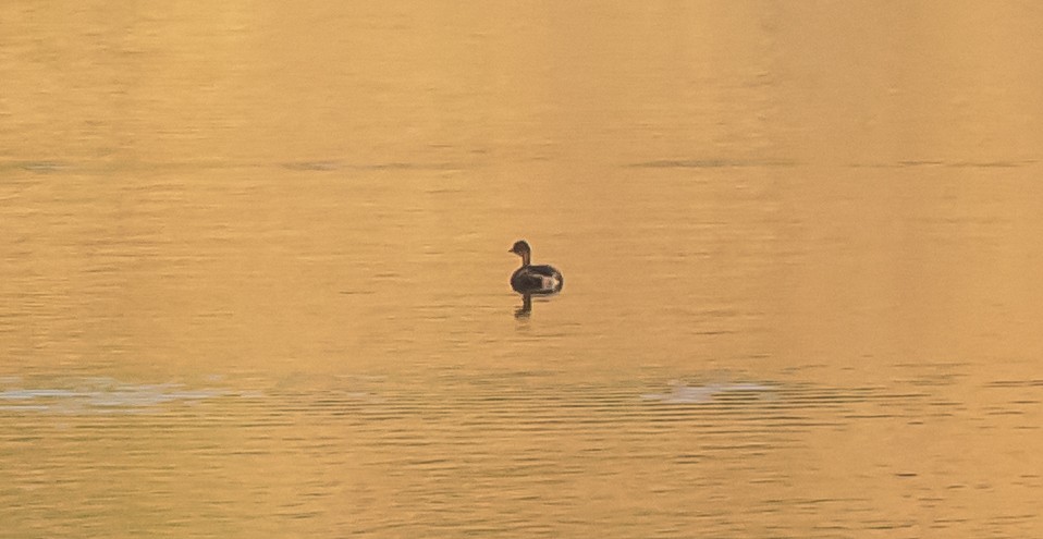 Little Grebe - ML358603851