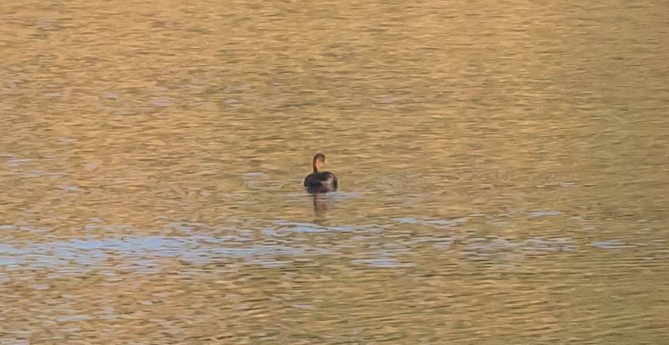 Little Grebe - Francisco Pires