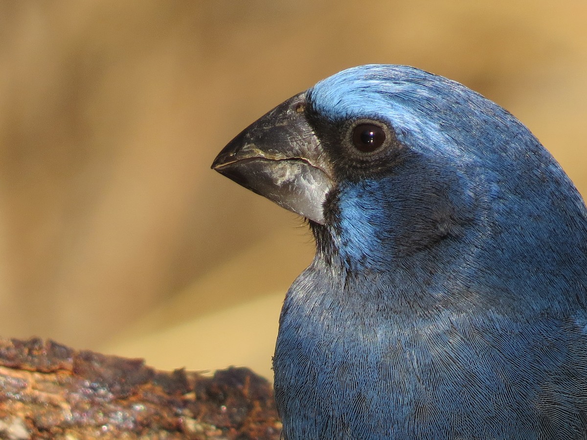 Ultramarine Grosbeak - ML358603911