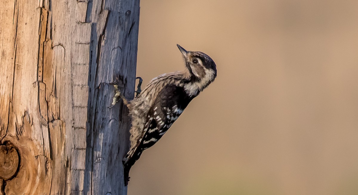 Lesser Spotted Woodpecker - Francisco Pires