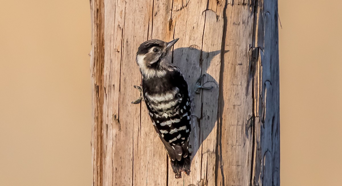 Lesser Spotted Woodpecker - Francisco Pires