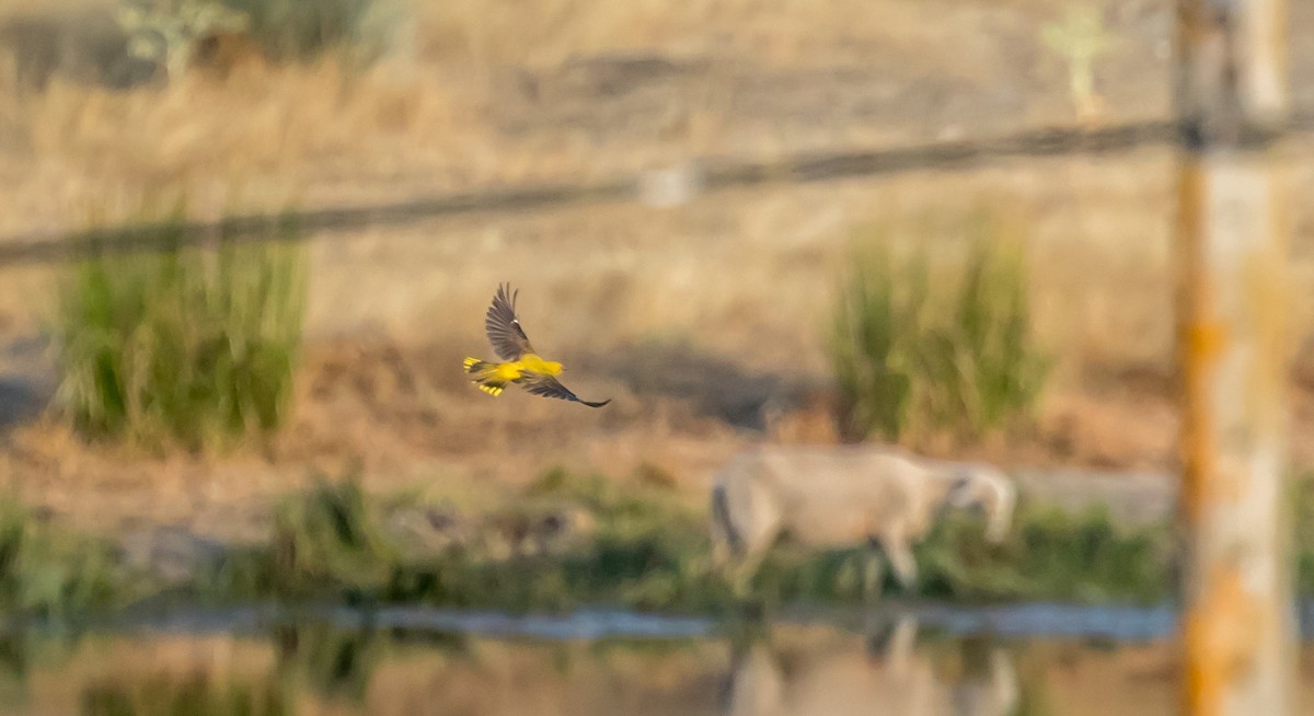 Eurasian Golden Oriole - ML358604441