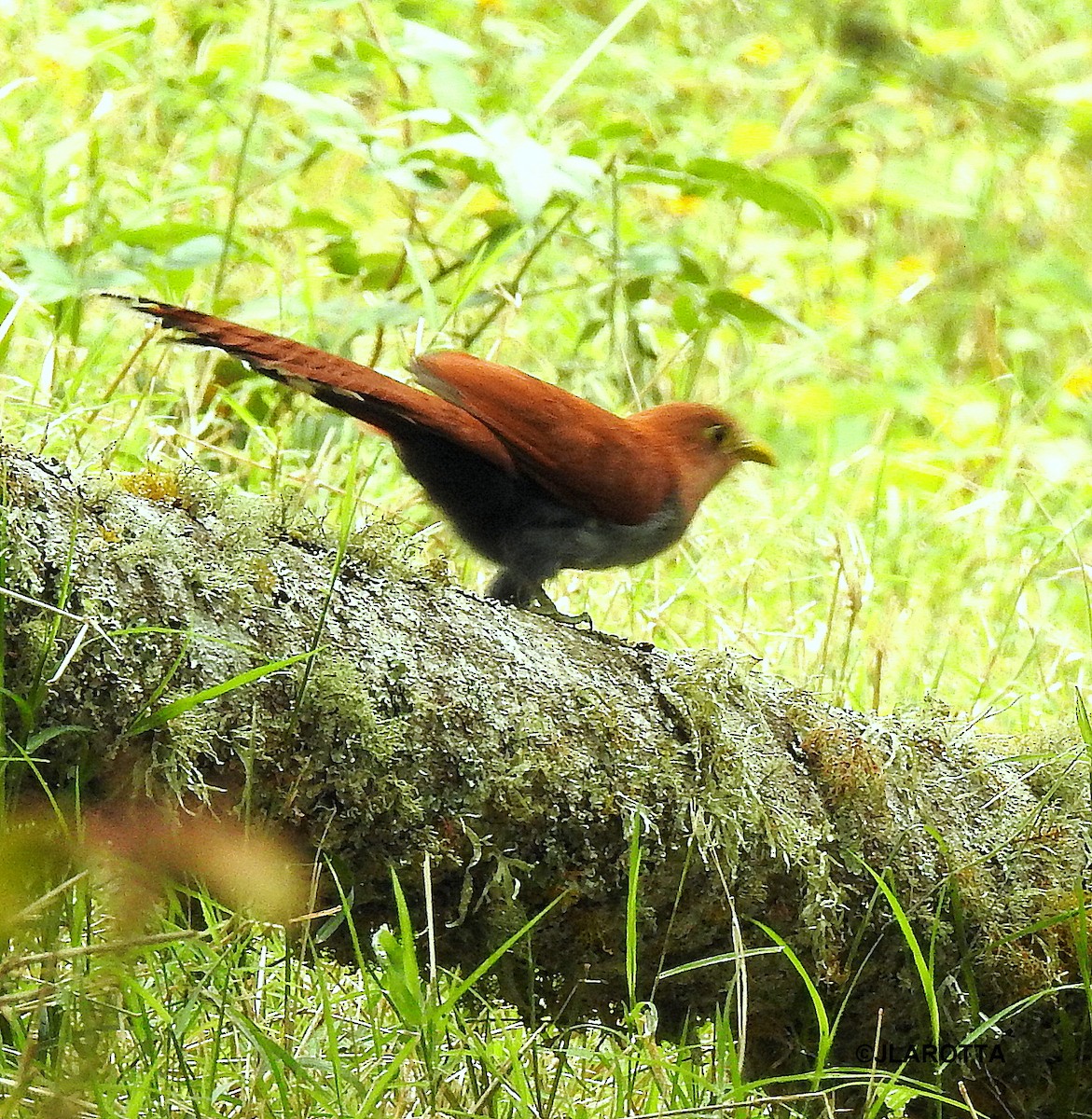 Squirrel Cuckoo - ML358605721