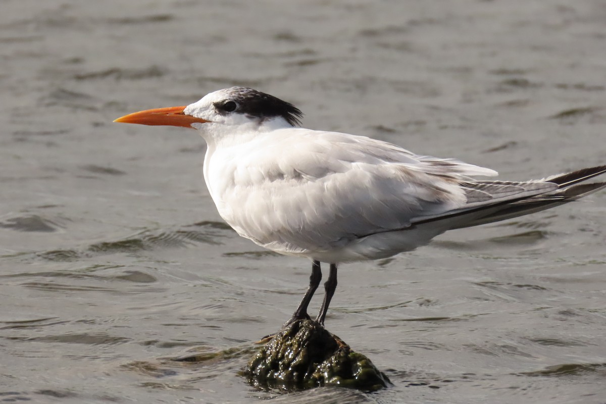 Royal Tern - ML358607721