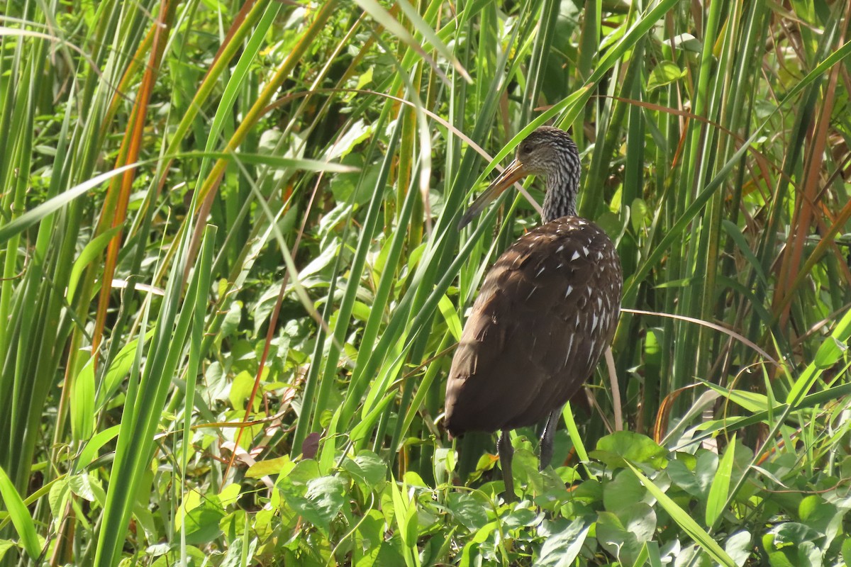 Limpkin - ML358607951