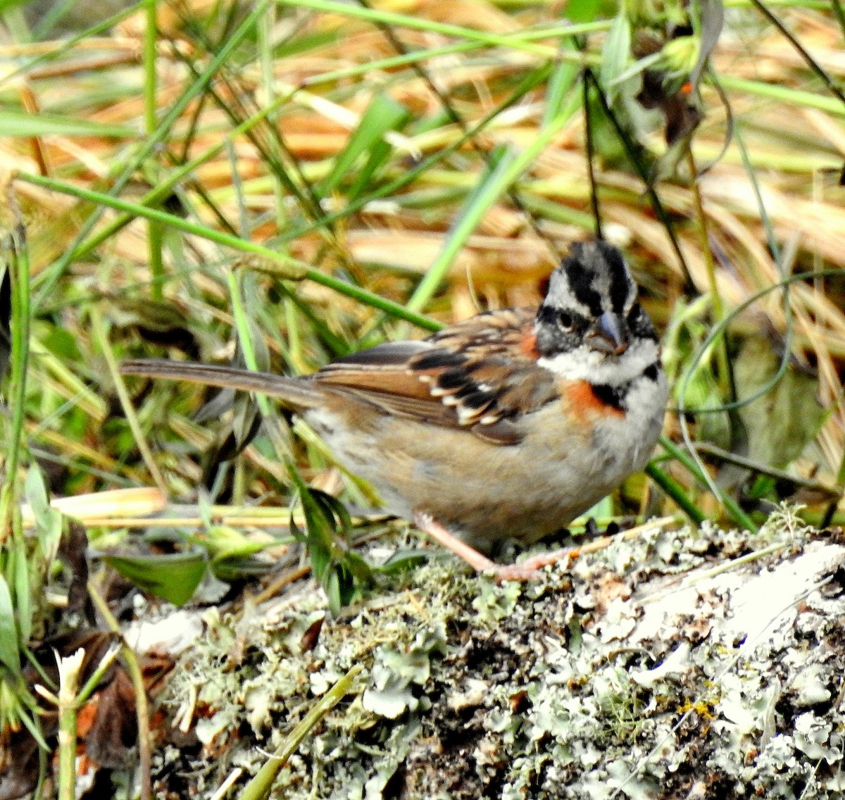 Rufous-collared Sparrow - ML358608171