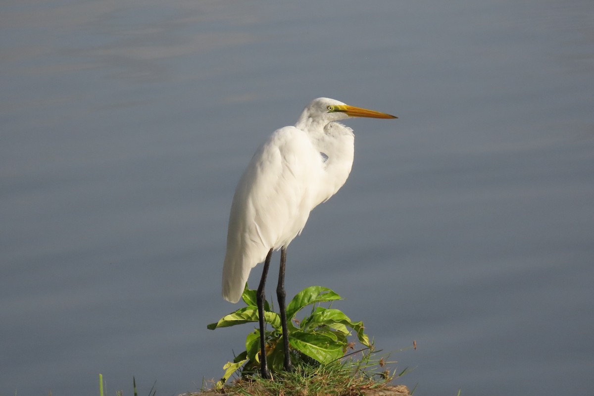 Great Egret - ML358608341