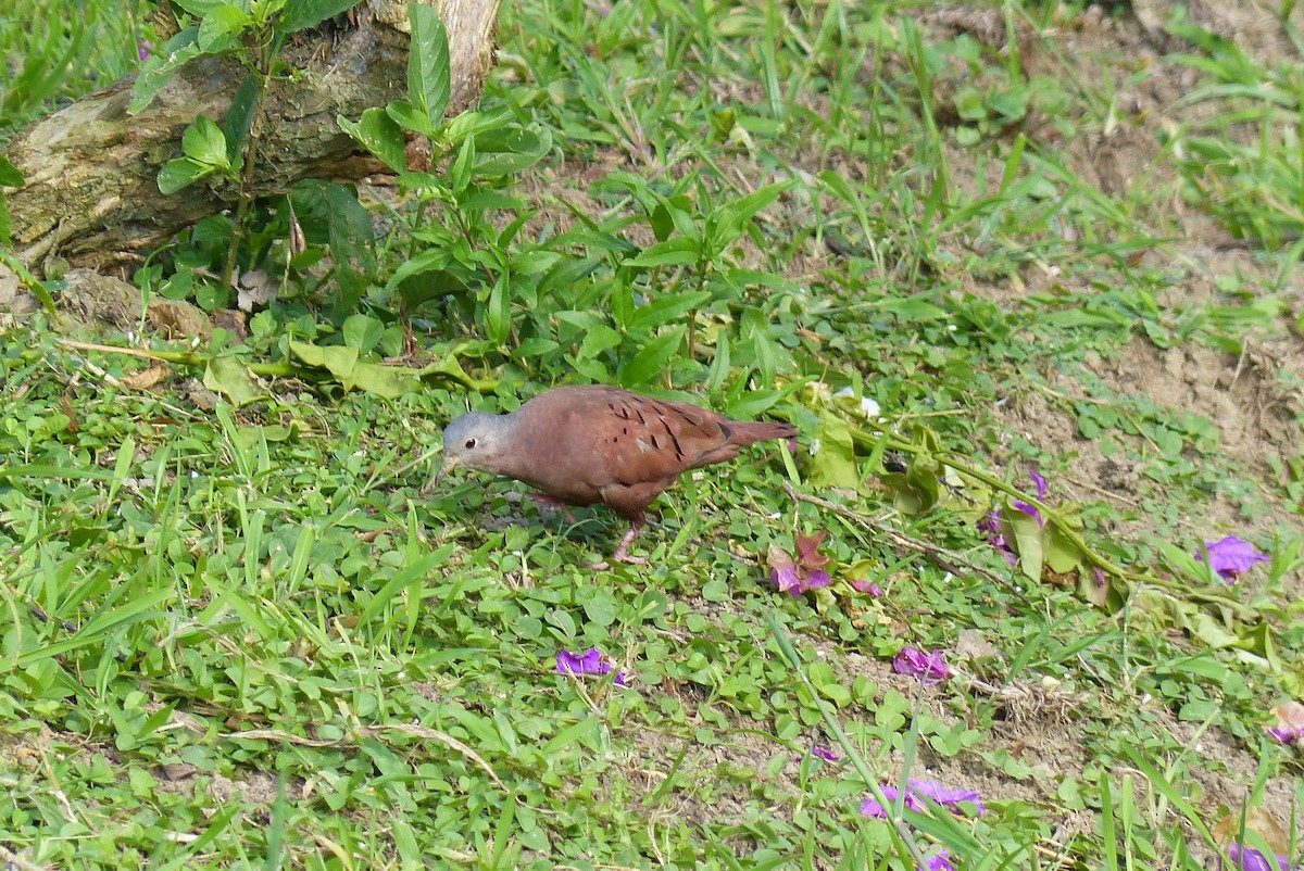 Ruddy Ground Dove - Ginger Hays