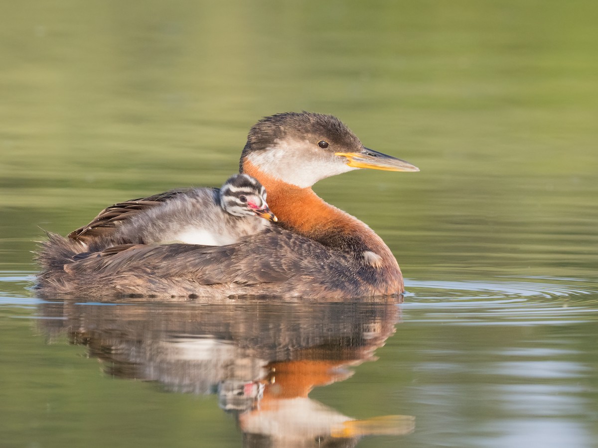 Red-necked Grebe - ML358611551