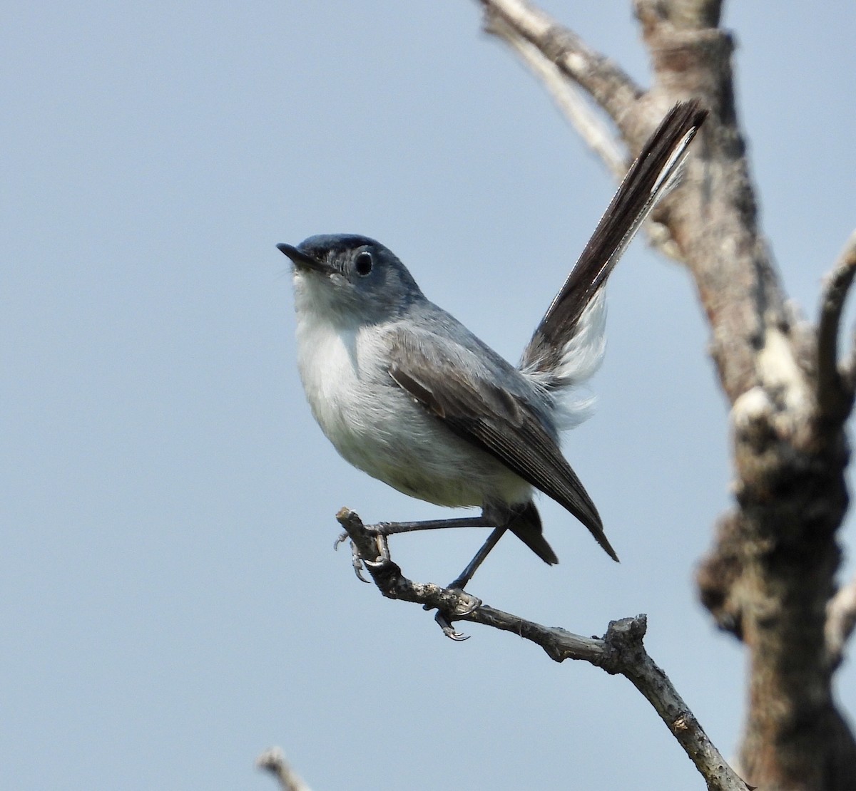 Blue-gray Gnatcatcher - ML358612051