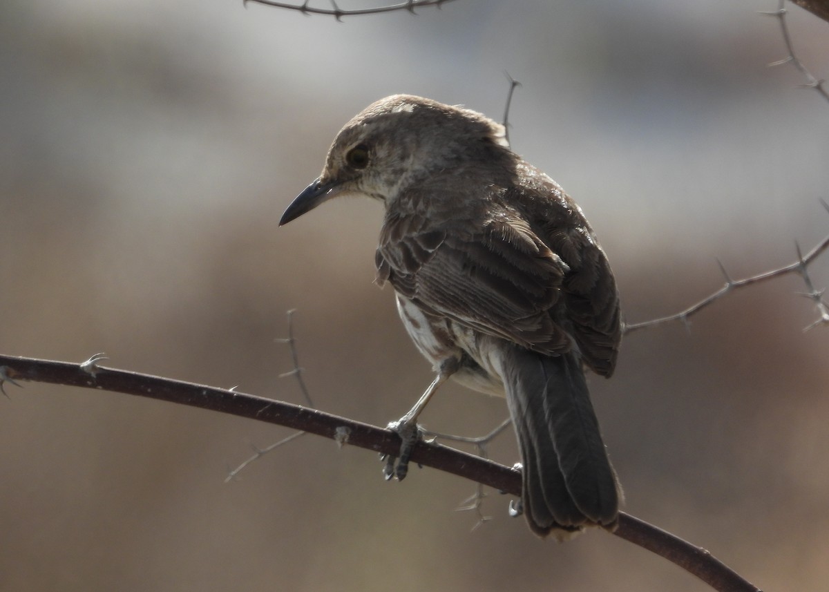 Bahama Mockingbird - Pam Rasmussen