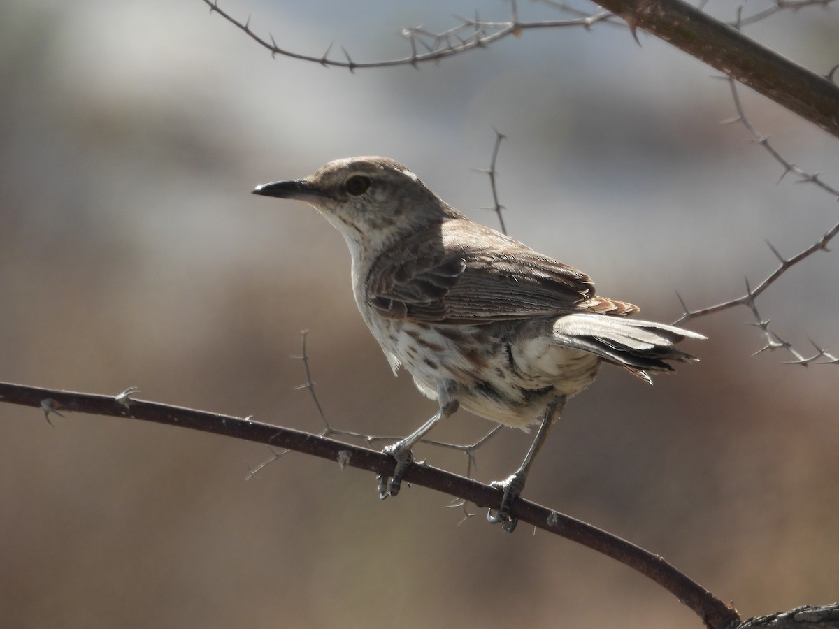 Bahama Mockingbird - Pam Rasmussen