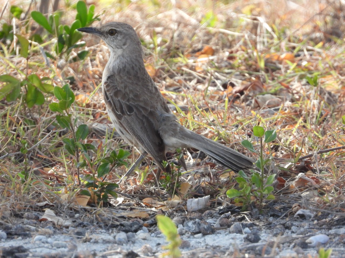 Bahama Mockingbird - Pam Rasmussen