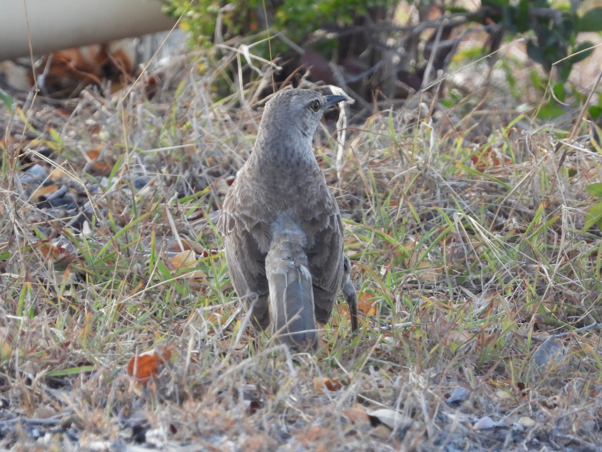 Bahama Mockingbird - ML358612871