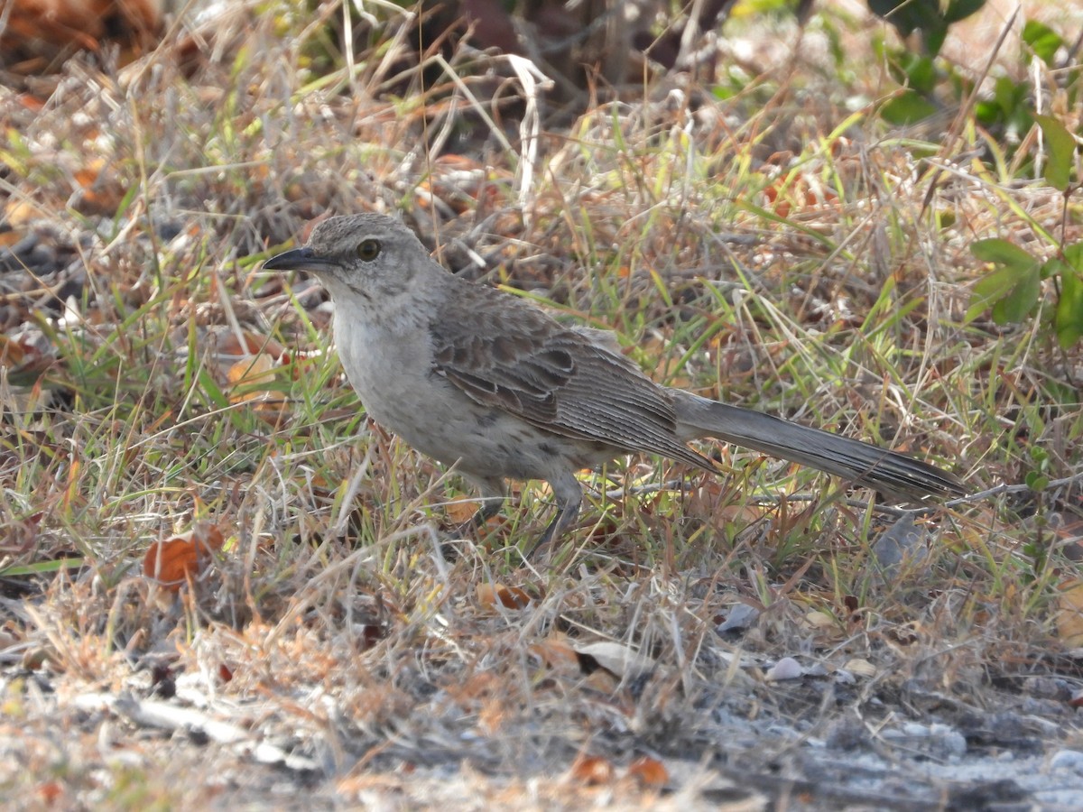 Bahama Mockingbird - ML358612881