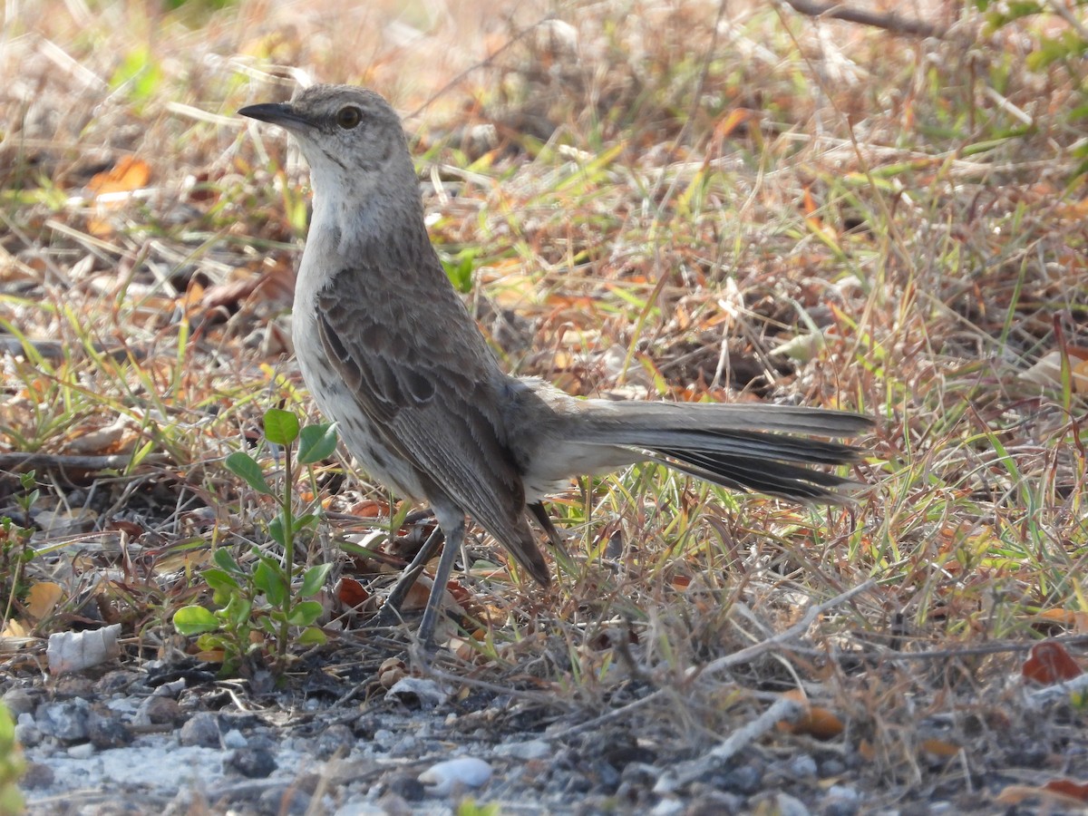 Bahama Mockingbird - Pam Rasmussen