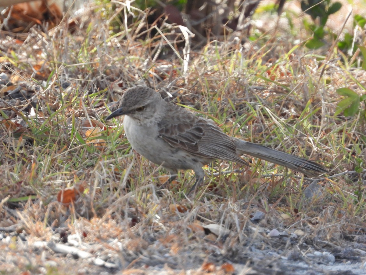 Bahama Mockingbird - Pam Rasmussen