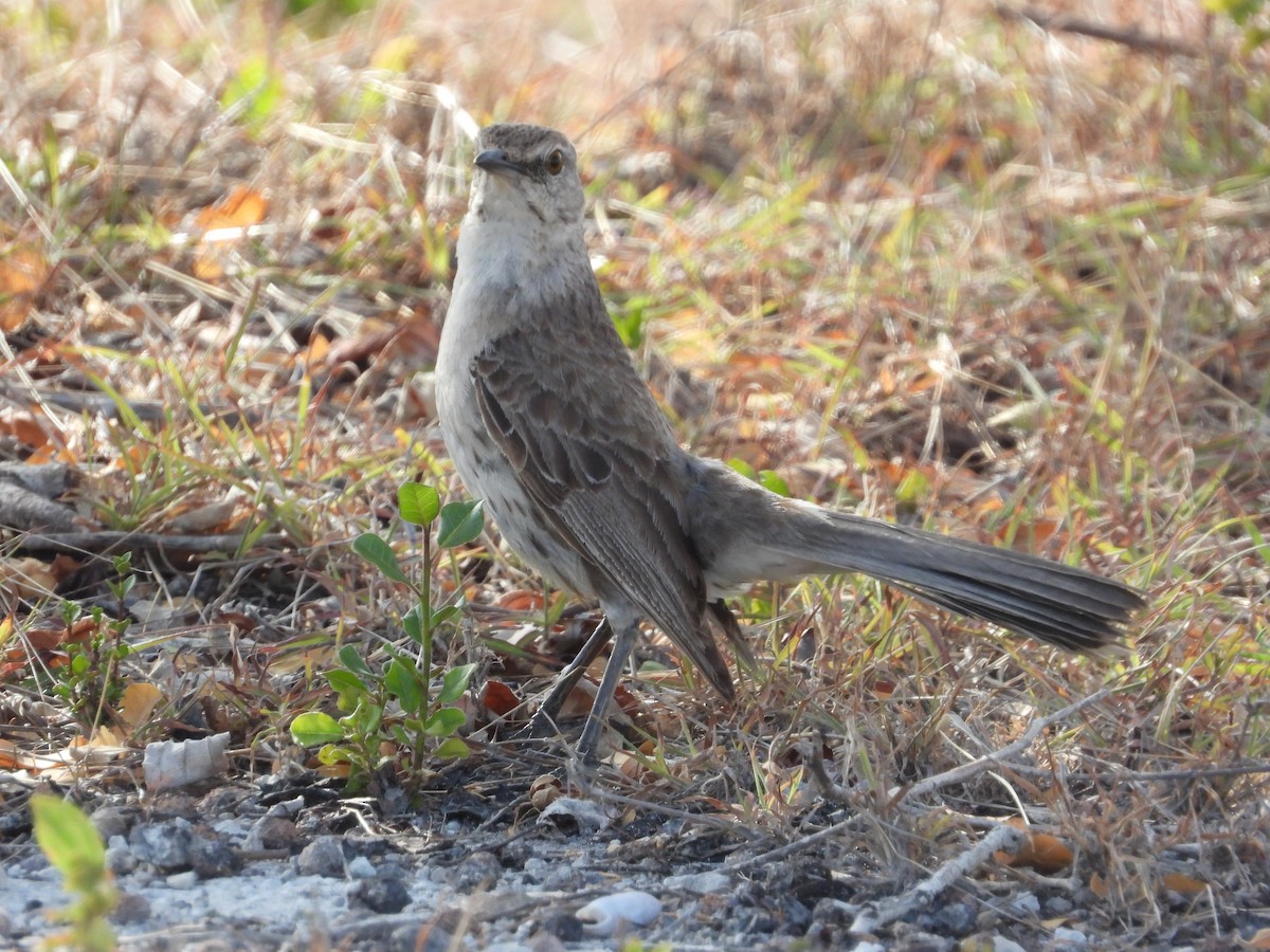 Bahama Mockingbird - Pam Rasmussen