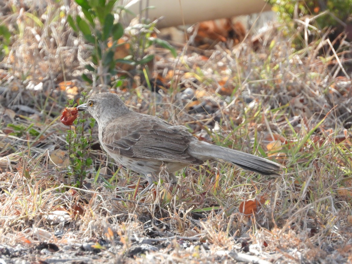 Bahama Mockingbird - Pam Rasmussen