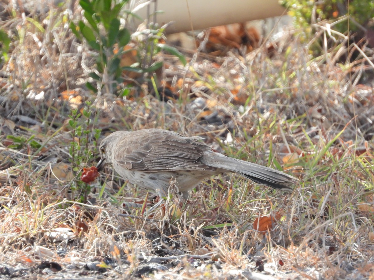 Bahama Mockingbird - ML358613001