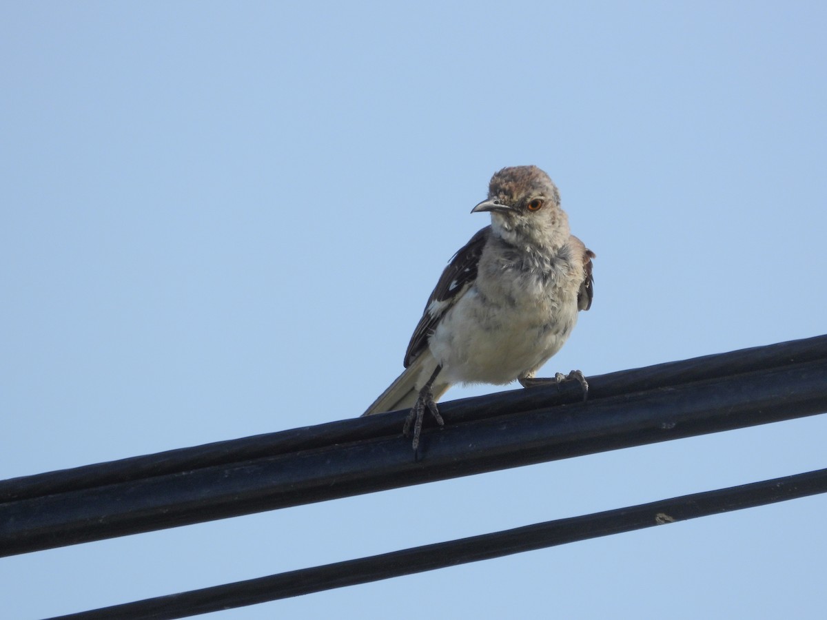 Northern Mockingbird - ML358613431