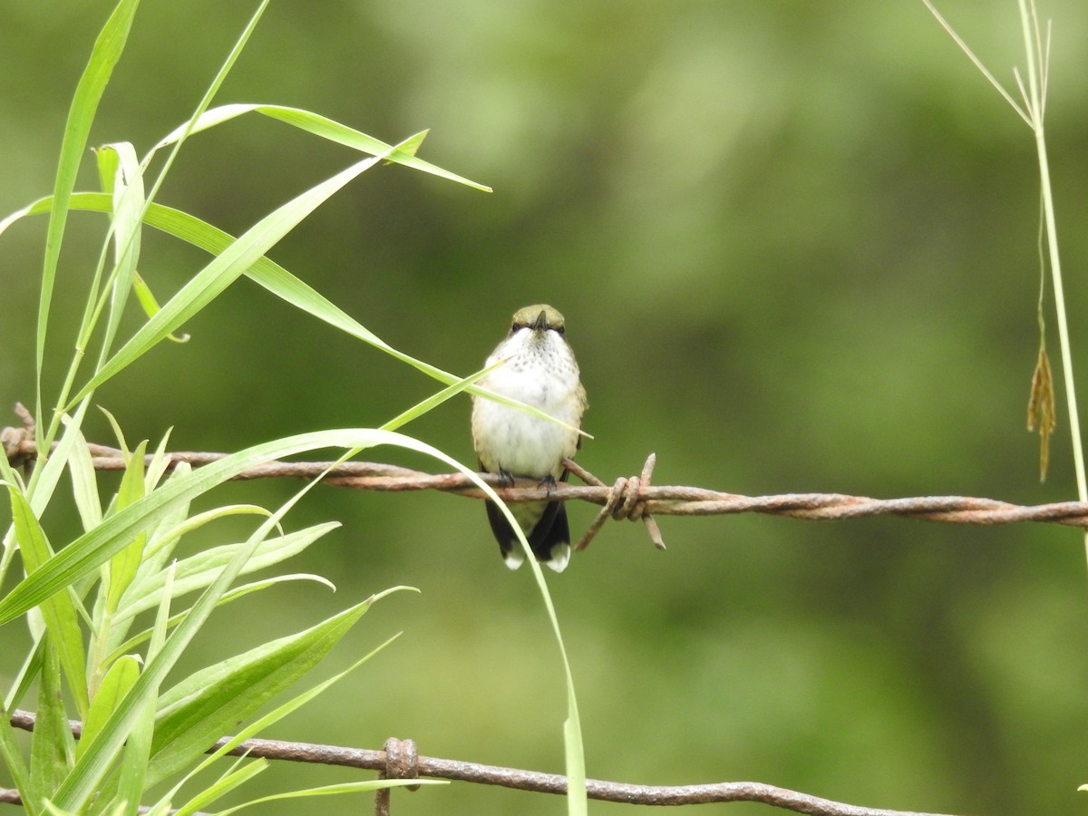 Ruby-throated Hummingbird - ML358613541