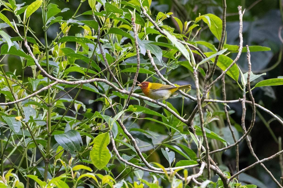 Rufous-headed Tanager - ML358613871