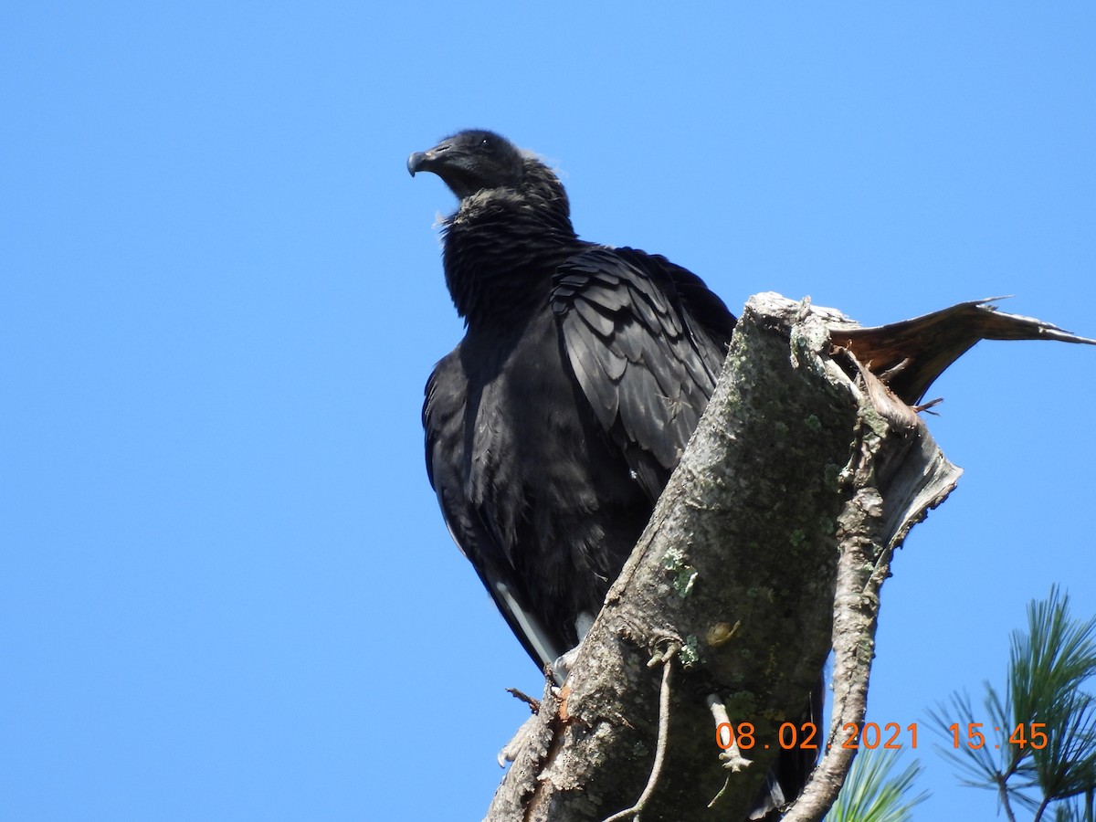 Black Vulture - ML358616261