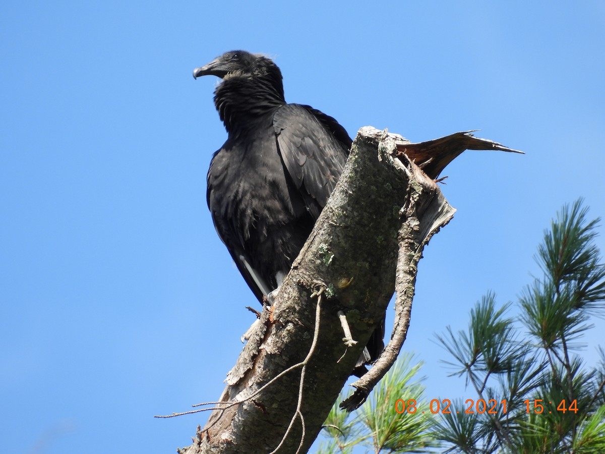 Black Vulture - ML358616281