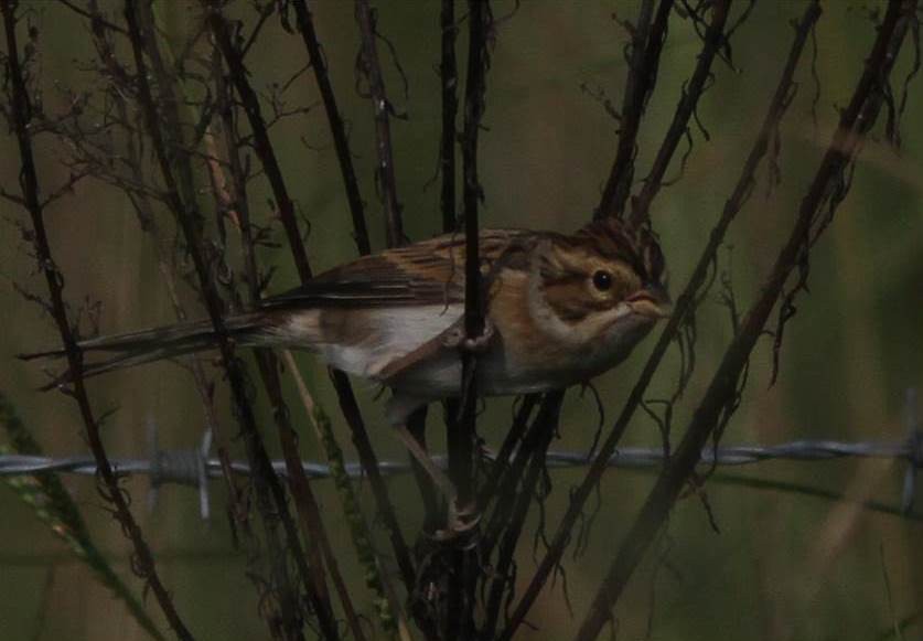 Clay-colored Sparrow - Paul Marvin