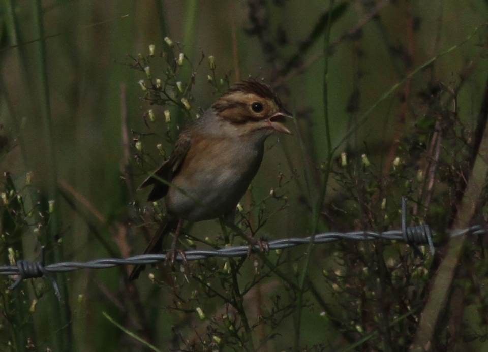 Clay-colored Sparrow - ML35861701