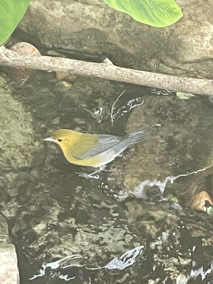 Prothonotary Warbler - Sandy Townsend